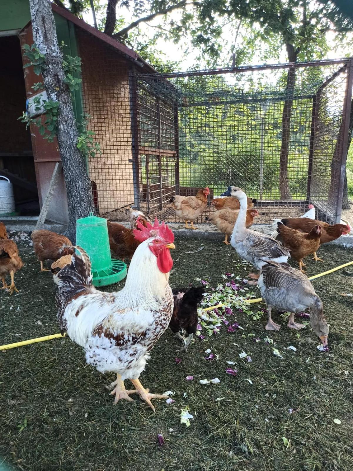 Ca' Gulino - Urbino - Villa Con Minipiscina In Borgo Antico Ngoại thất bức ảnh